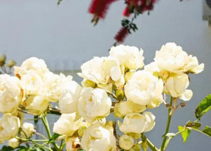 Violetta House By The Sea * Skála Foúrkas